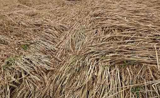 Crop Circles