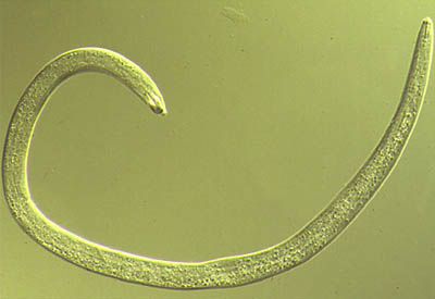 The Tree of Life: A Project in Phylogeny: Animalia