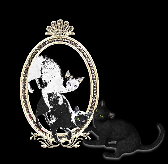 [cats+mirror.jpg]