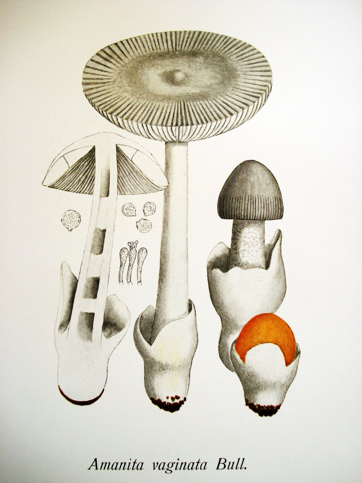 [mushroom8.jpg]