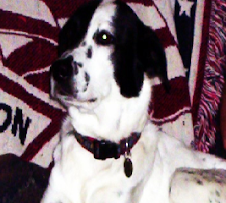 Bandit
