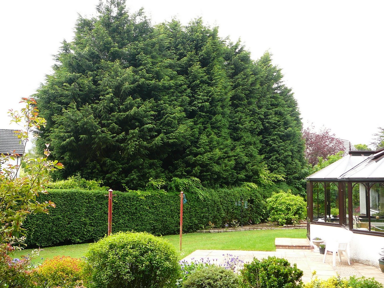 Scottish Artist And His Garden Low Maintenance Friendly Hedges My First Experience Was With A Friendly Neighbour In Darlington Knowing I Had Fair Bit Of Knowledge Asked Me If Could Help Him To Identify This Plant