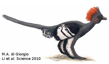 la-ciencia-explicada-las-plumas-de-un-dinosaurio