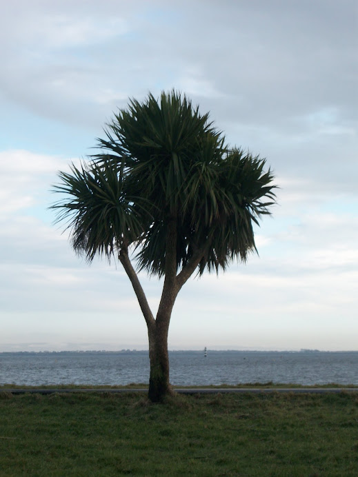 The Lone Palm Tree