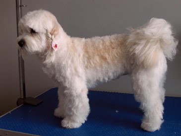COTTON DE TULEAR