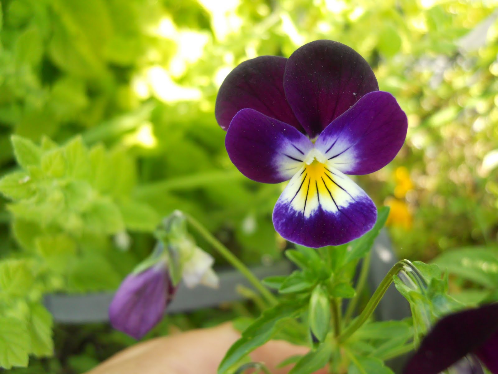 Four Season Day Heartsease