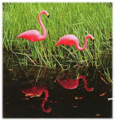 [pink-flamingos.jpg]