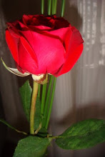 Uma rosa do jardim da zininha!