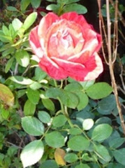 Reci-Creando con Mony León: Perros para adopción