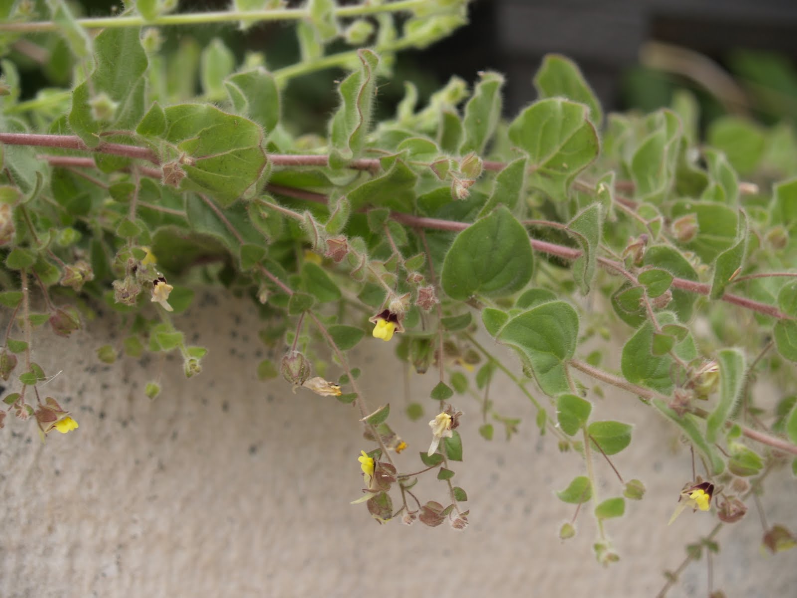 [14.VI.2009+027.jpg]