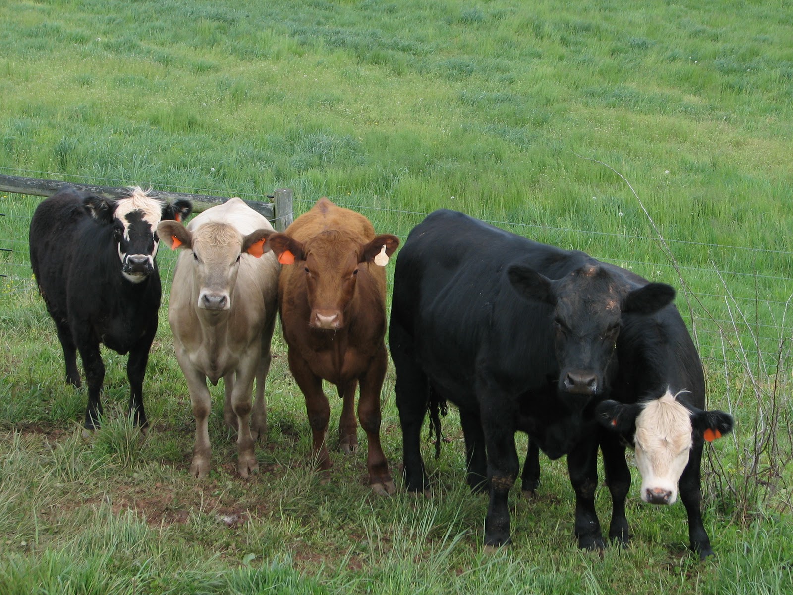 FirstWatch Farms 100 GrassFinished Beef for Sale