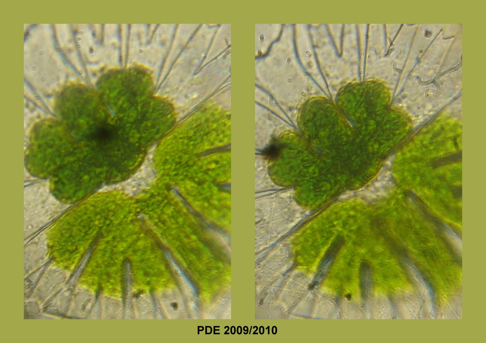Cultivo de Microalgas em Fotobiorreatores: Microalgas... Biomassa...