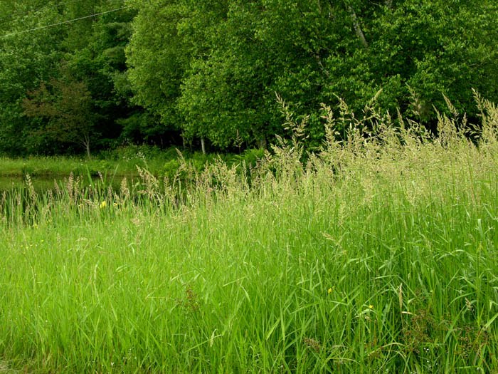 Studio and Garden Flowering Grasses