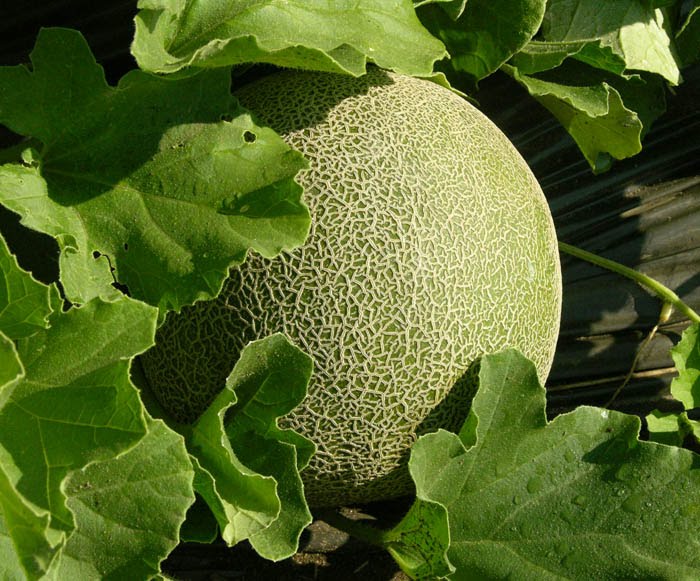 Growing Melon In Arava 51