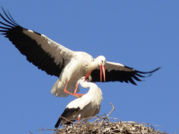 Momento de cortesía