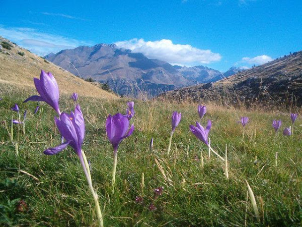 Trébol de montaña del pirineo aragonés(su silueta delata  la belleza del entorno)
