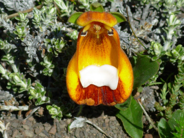 Zapatito del la virgen en P.N. Torres del Paine (Chile)