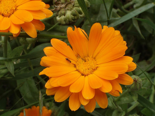 La hormiga en busca del polen. Foto en los jardines de Salamanca de nuestro amigo Pedro