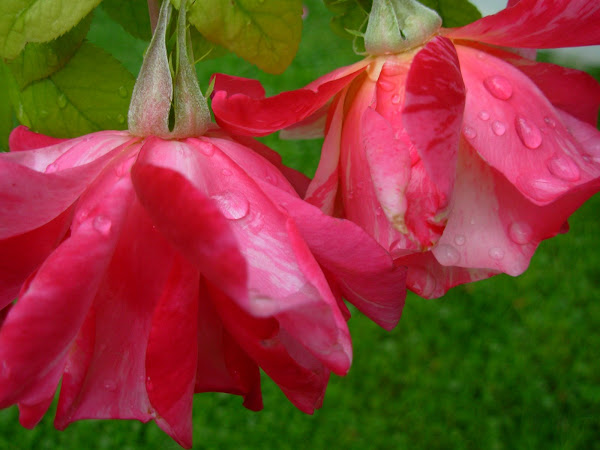 Las rosas con gotas de agua