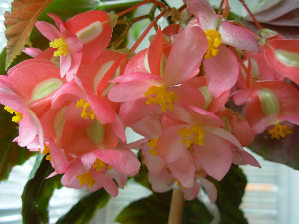 Flor de maceta. La Begonia