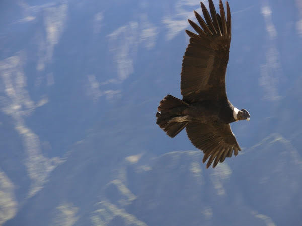 El Cóndor en el valle del Colca. Arequipa (Perú).      Abril 2008