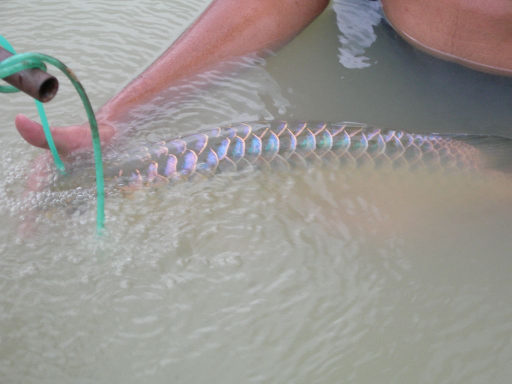 ASSAKINAH AROWANA: Arowana MG Crossback Blue Base