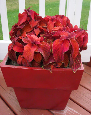 red coleus in planter
