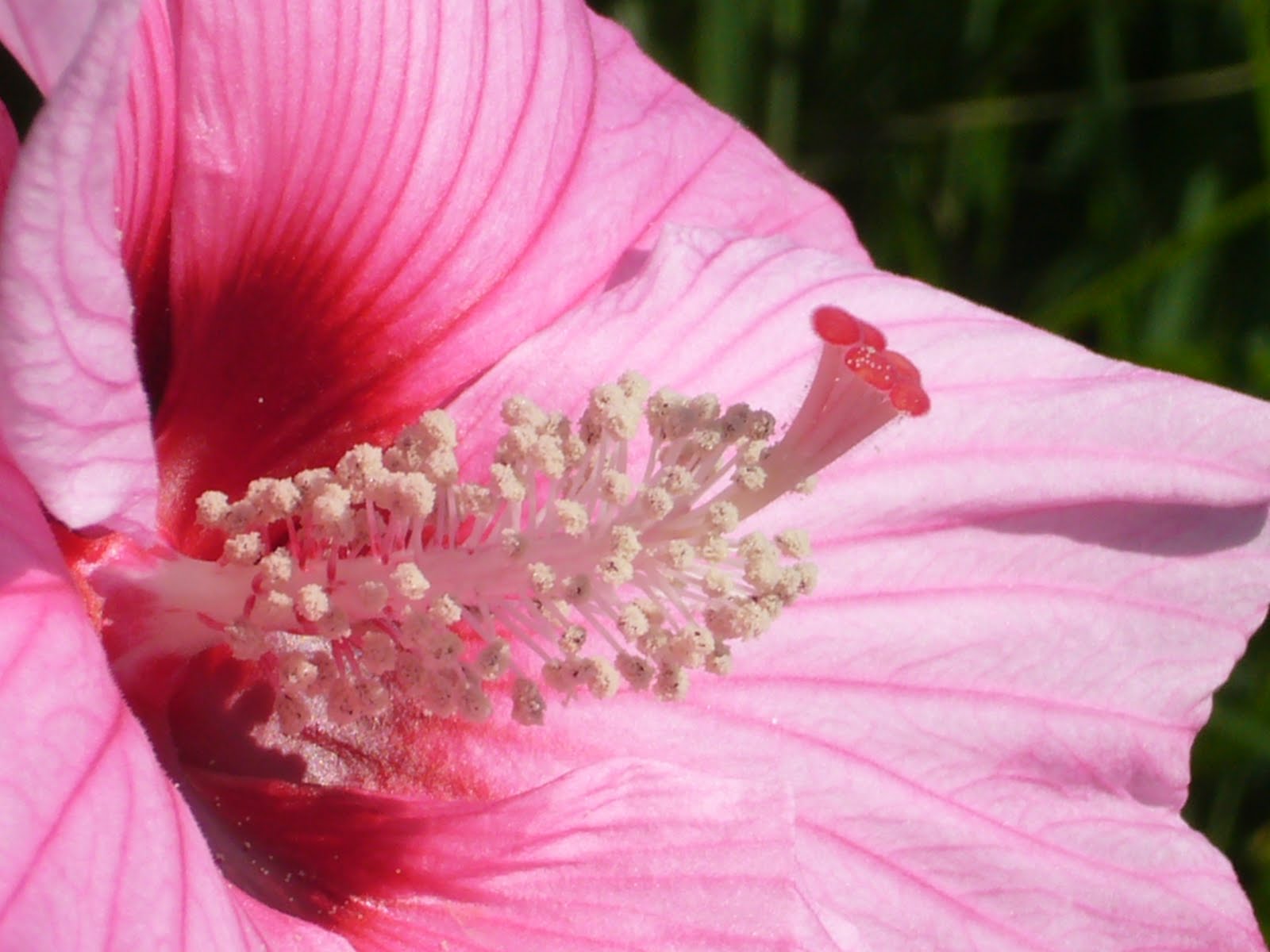 The joys of flowers Late summer bloomers