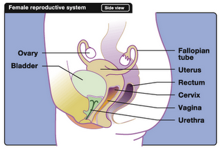 News Videos Pictures: INVERTED UTERUS Retroverted Tilted Uterus Pregnancy