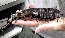 largest centipedes millipedes discovery animals pink worlds centipede giant label