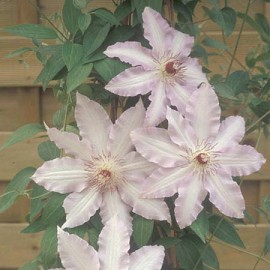 [clematis+clair-de-lune.jpg]