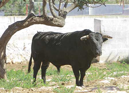 ESPAI TAURÍ Algimia de Almonacid