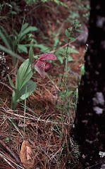 Cypripedium tibeticum King