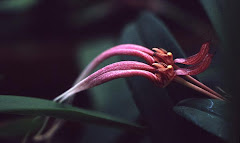 Bulbophyllum biflorum Teijsm. & Binn.