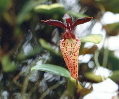 Bulbophyllum lasiochilum Par. & Rchb. f.