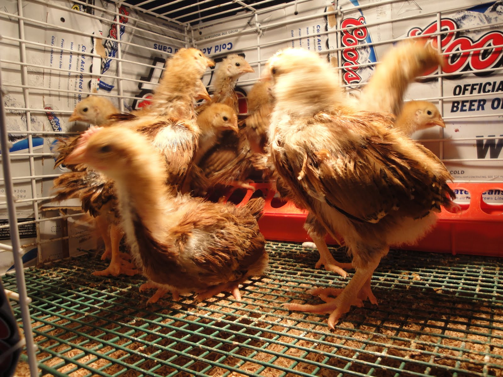 Copper Corral The Chicken Coop