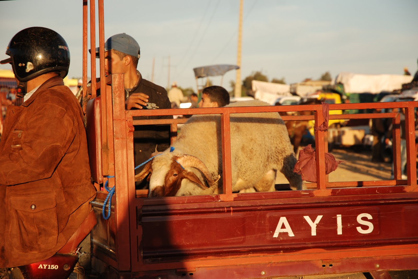 des bretons au maroc La fête du mouton!
