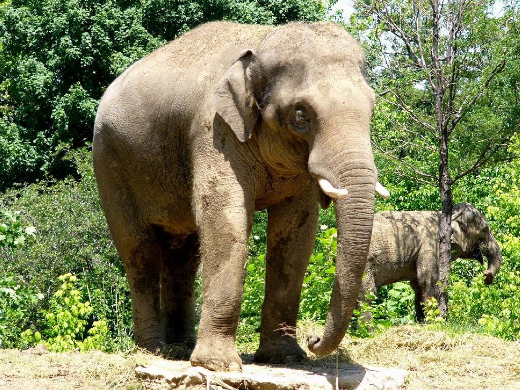 Индийские слоны живут. Индийский слон Керала. Продолжительность жизни слонов. Жизнь слона. Жизнь слонов мир природы.