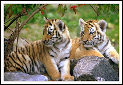 wildlife india tours