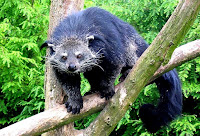 binturong