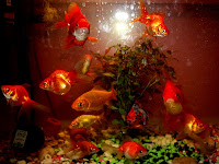 goldfish aquarium