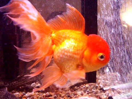 what do goldfish eggs look like. do goldfish eggs look like