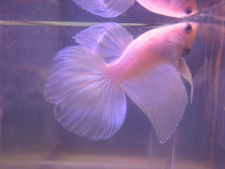 Bettas are also known as fighters fish bowl.
