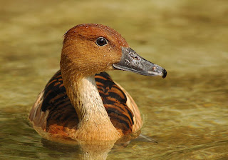  duck in Côte d'Ivoire 
