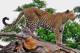 a leopard in Côte d'Ivoire 