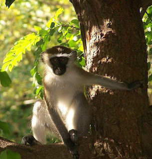 chlorocebus monkey