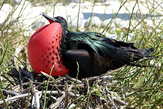 Frigate bird