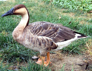 swan goose