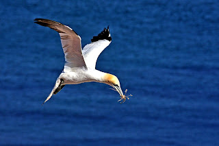 gannet