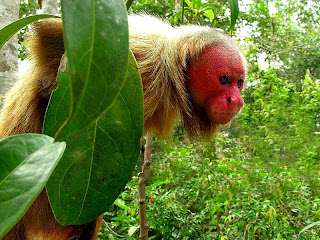 Uakari male